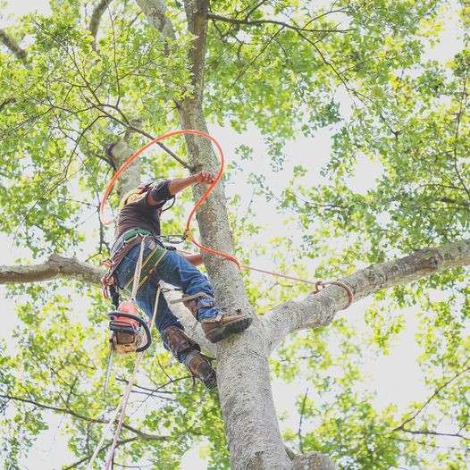 Southern Tree Pros Offers Arborist Services To Atlanta Residents